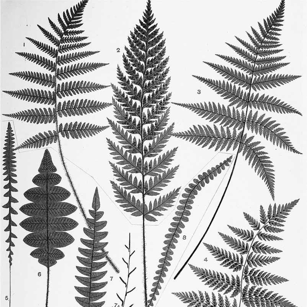 Meet your Posher, Ilene